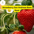 Bare Root Everbearing Strawberry Plants Pack of 10 San Andreas | Fruitful, Disease-Resistant, High Yield Fragaria x ananassa