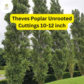Unrooted Theves Poplar Cuttings 10-12 Inch, Fast-Growing Privacy Screen, Windbreak, Populus nigra ‘Afghanica’