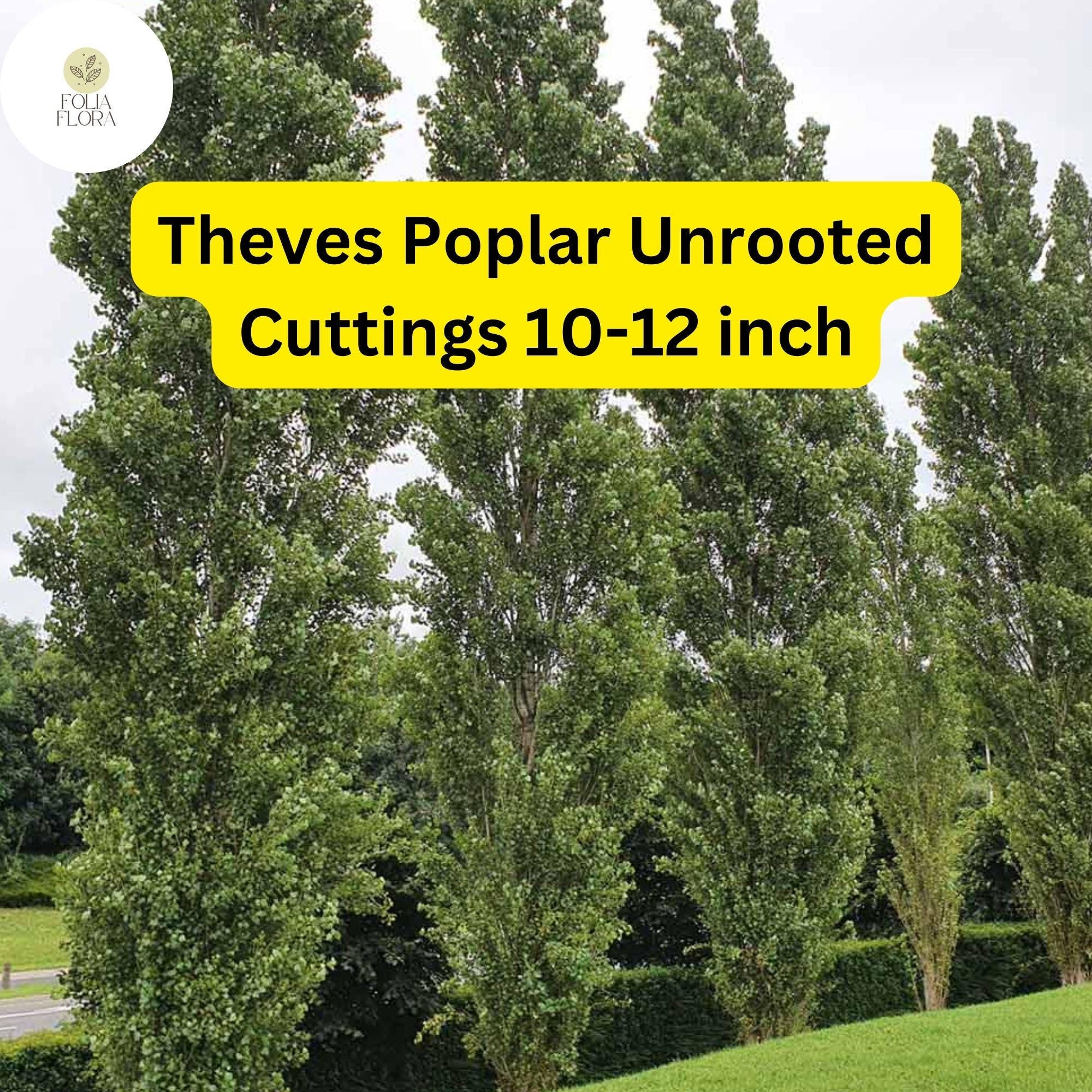 Unrooted Theves Poplar Cuttings 10-12 Inch, Fast-Growing Privacy Screen, Windbreak, Populus nigra ‘Afghanica’