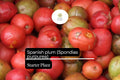 Spanish Plum Tree Starter Plant | 3-4 ft | Spondias purpurea | Tropical Fruit Tree for Garden or Container