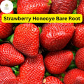 Honeoye Strawberry Plants - 12 Bare Root, Sweet Juicy Berries, Fragaria × ananassa, High-Yield, Edible Garden