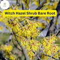 Fragrant Witch Hazel Shrub – Yellow Ribbon Blooms, Bare Root, Hamamelis virginiana, Zones 3-8
