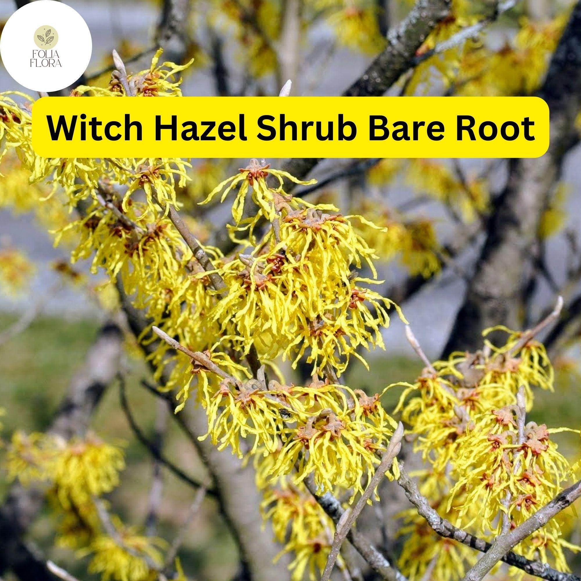 Fragrant Witch Hazel Shrub – Yellow Ribbon Blooms, Bare Root, Hamamelis virginiana, Zones 3-8