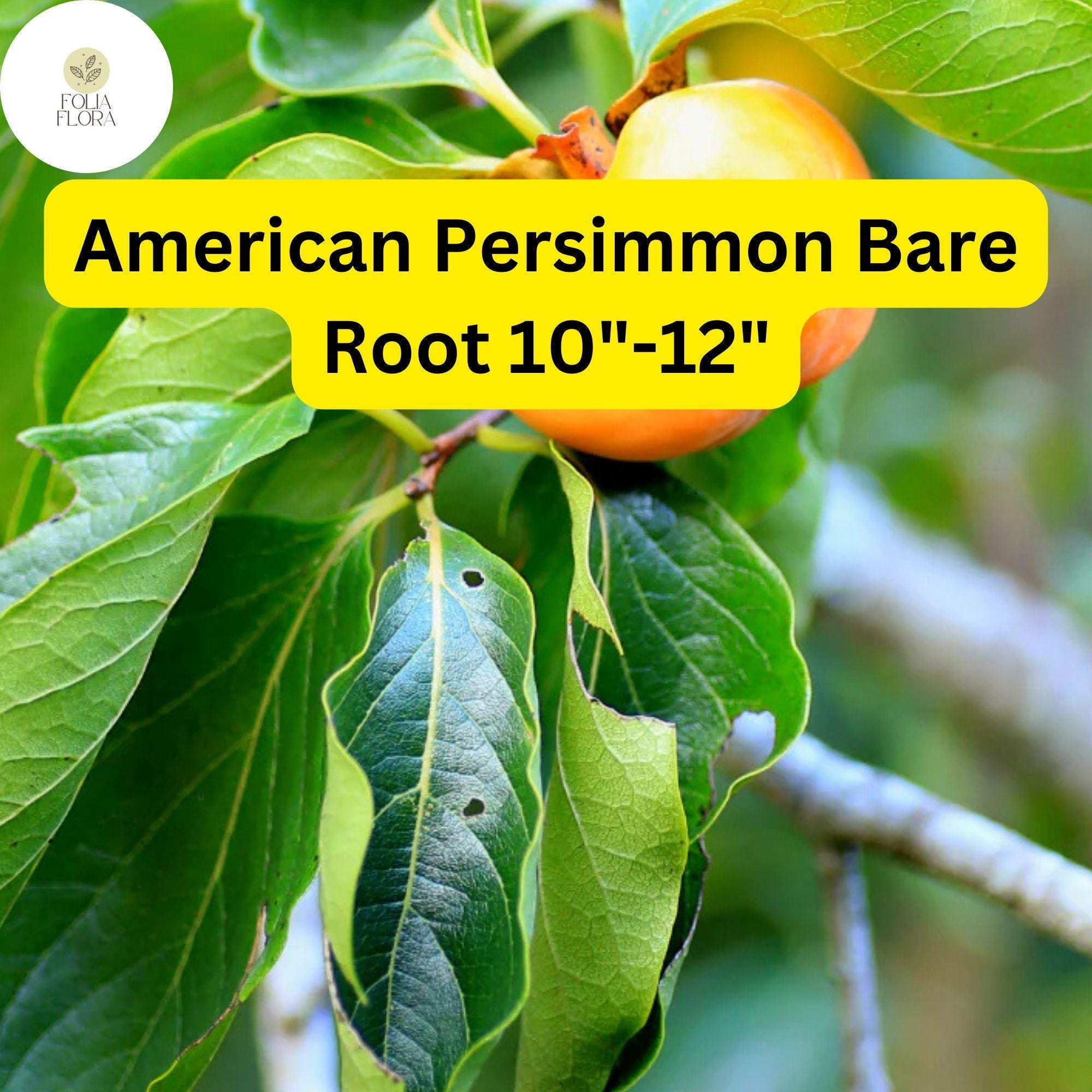 American Persimmon Tree Bare Root Plants - 10-12" Diospyros virginiana, Edible Orange Fruit, Hardy Zone 4-9
