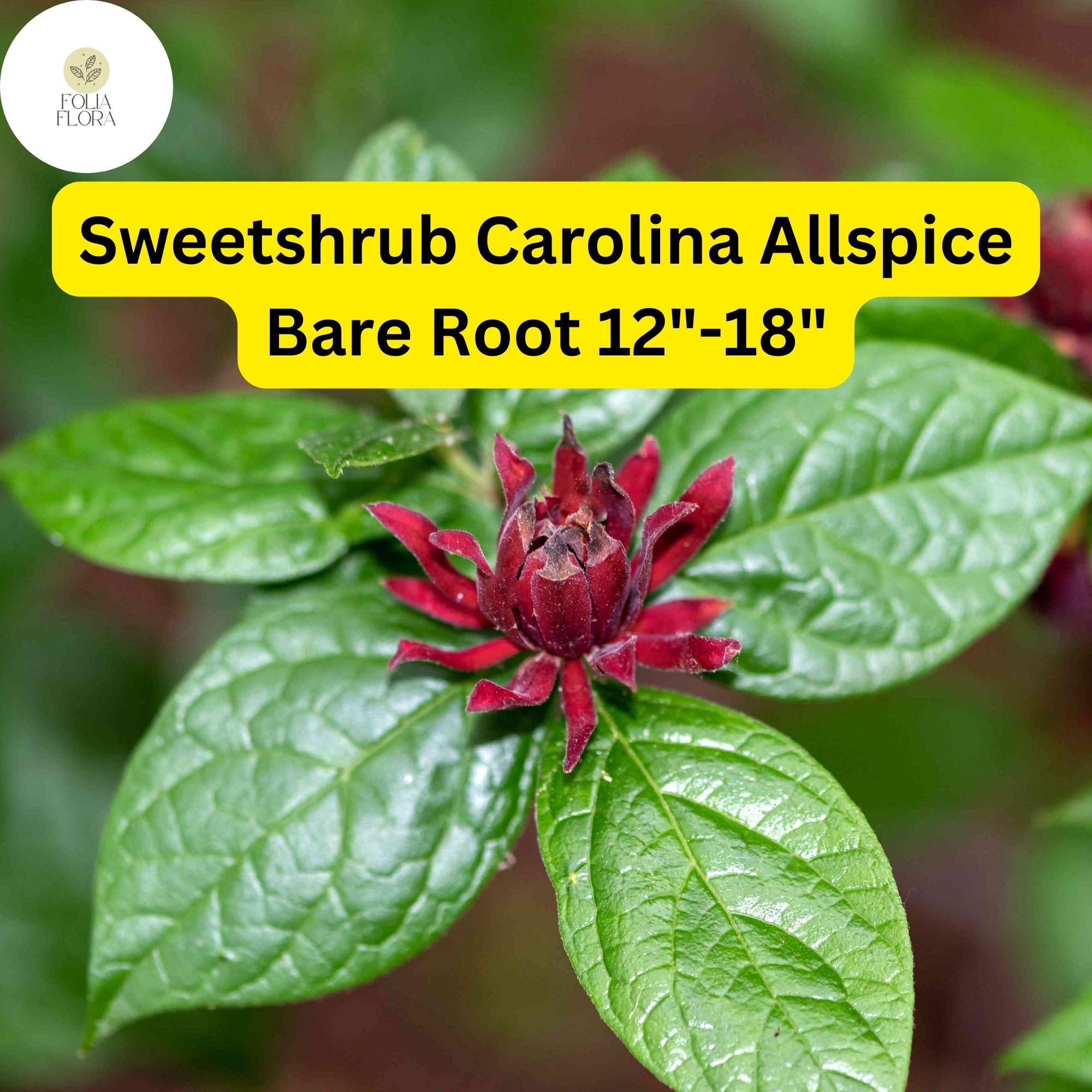 Sweetshrub Bare Root Plant 12-18 Inches Calycanthus floridus Carolina Allspice Fragrant Shrub