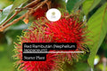 Red Rambutan Live Starter Plant – Exotic Tropical Fruit Tree Nephelium lappaceum, 12-24 inches