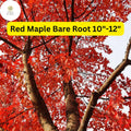 Red Maple Tree Bare Root 10-12" 2-Pack Acer rubrum Fall Foliage Shade Tree for Landscaping