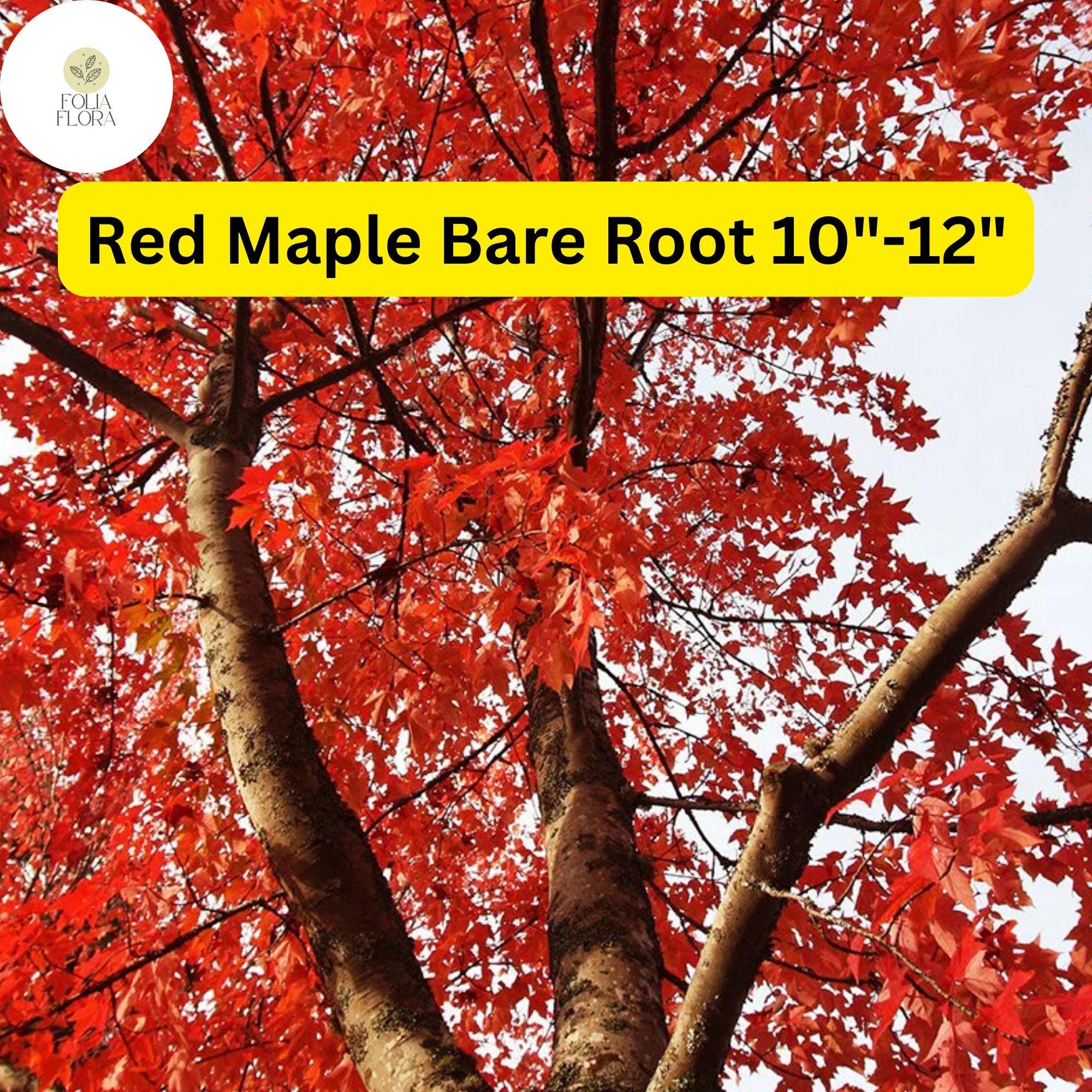 Red Maple Tree Bare Root 10-12" 2-Pack Acer rubrum Fall Foliage Shade Tree for Landscaping