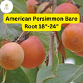 American Persimmon Tree – Live Bare Root Plant with Edible Orange Fruit, Diospyros virginiana, Wildlife-Friendly Ornamental Tree