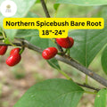 Northern Spicebush Bare Root Shrub – 18-24 Inches, Aromatic Foliage, Yellow Spring Flowers, Wildlife-Attracting Berries, Lindera benzoin