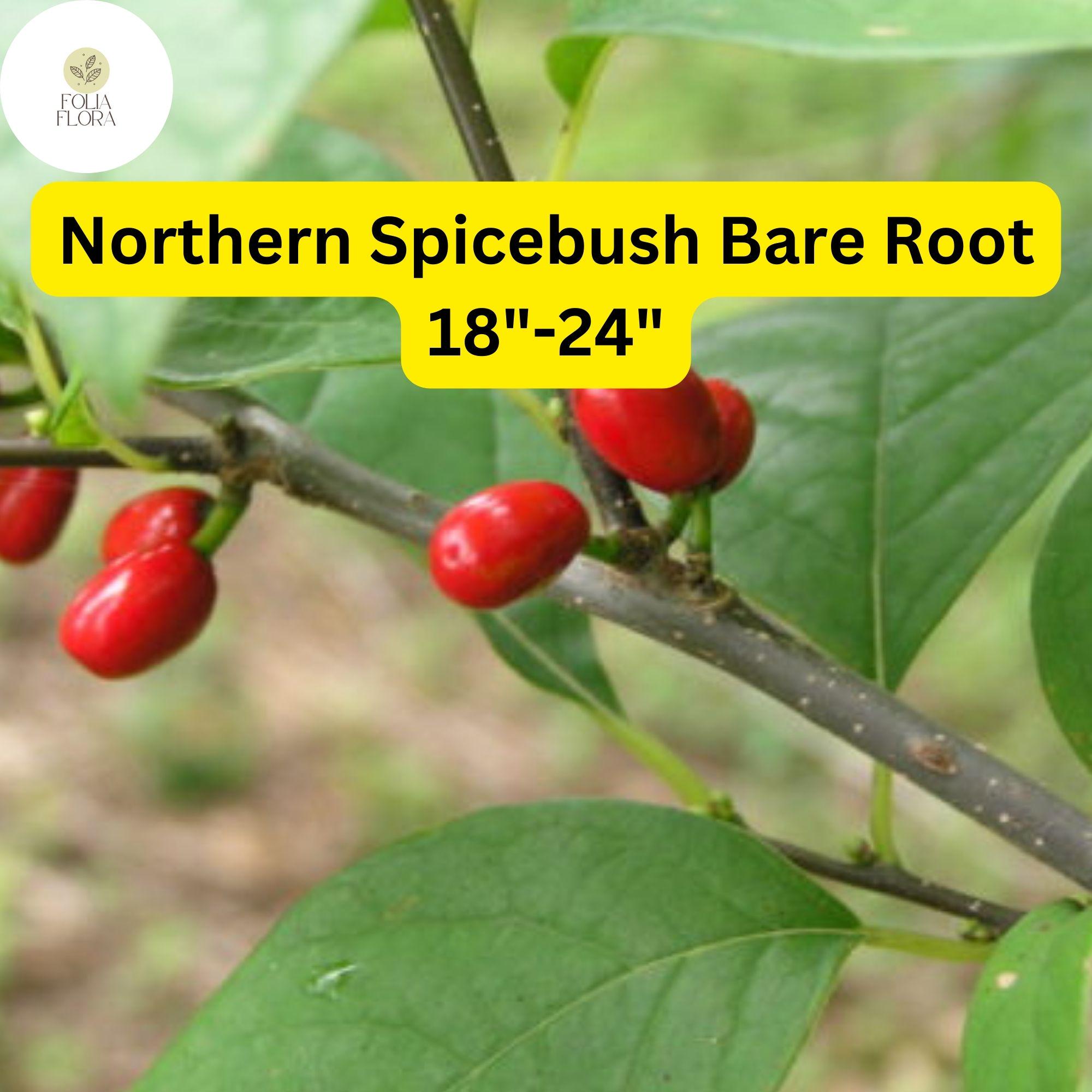 Northern Spicebush Bare Root Shrub – 18-24 Inches, Aromatic Foliage, Yellow Spring Flowers, Wildlife-Attracting Berries, Lindera benzoin