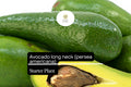 Live Long Neck Avocado Tree (Persea americana) – 2-3 ft. Tropical Fruit Tree with Elongated, Creamy Fruits