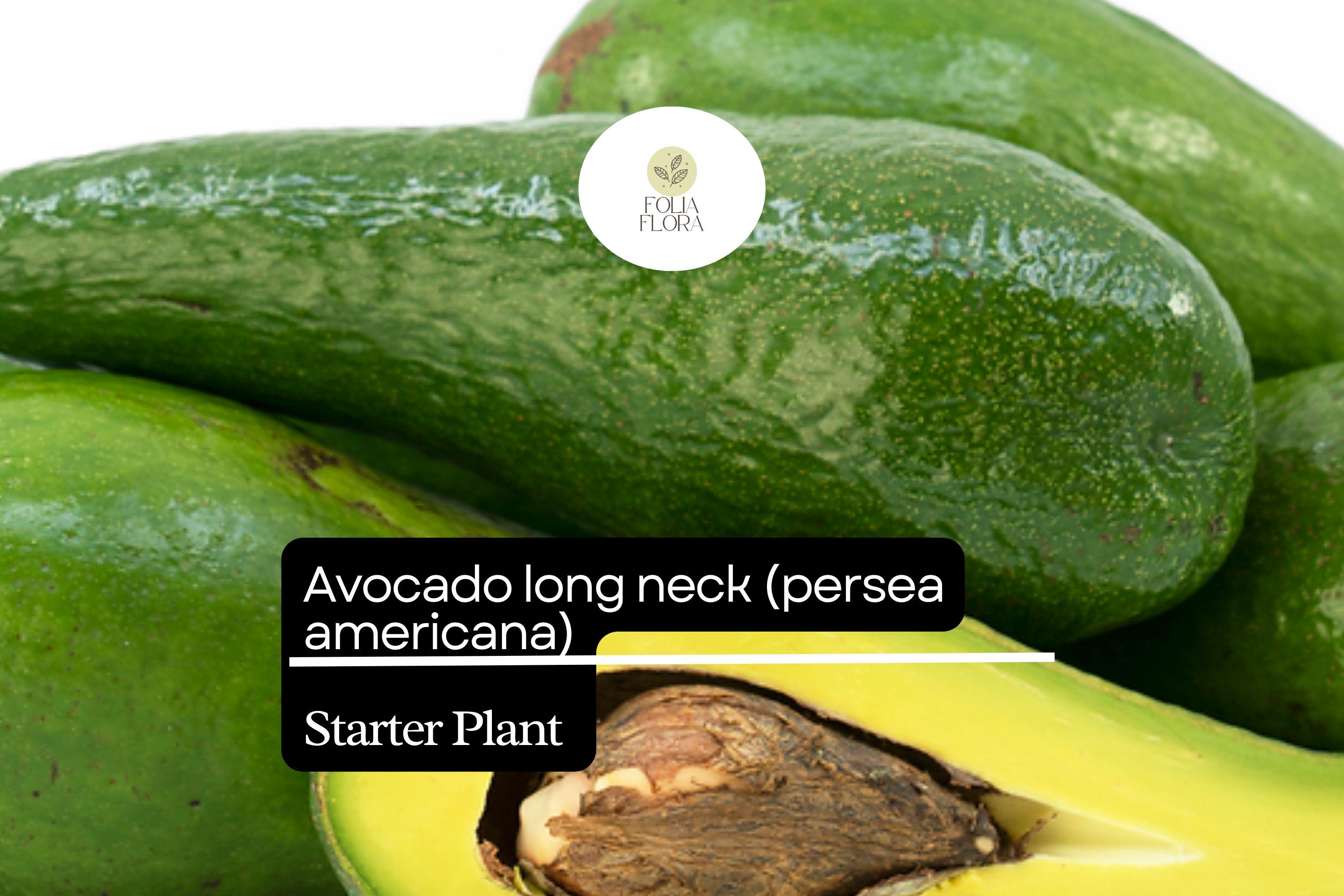 Live Long Neck Avocado Tree (Persea americana) – 2-3 ft. Tropical Fruit Tree with Elongated, Creamy Fruits