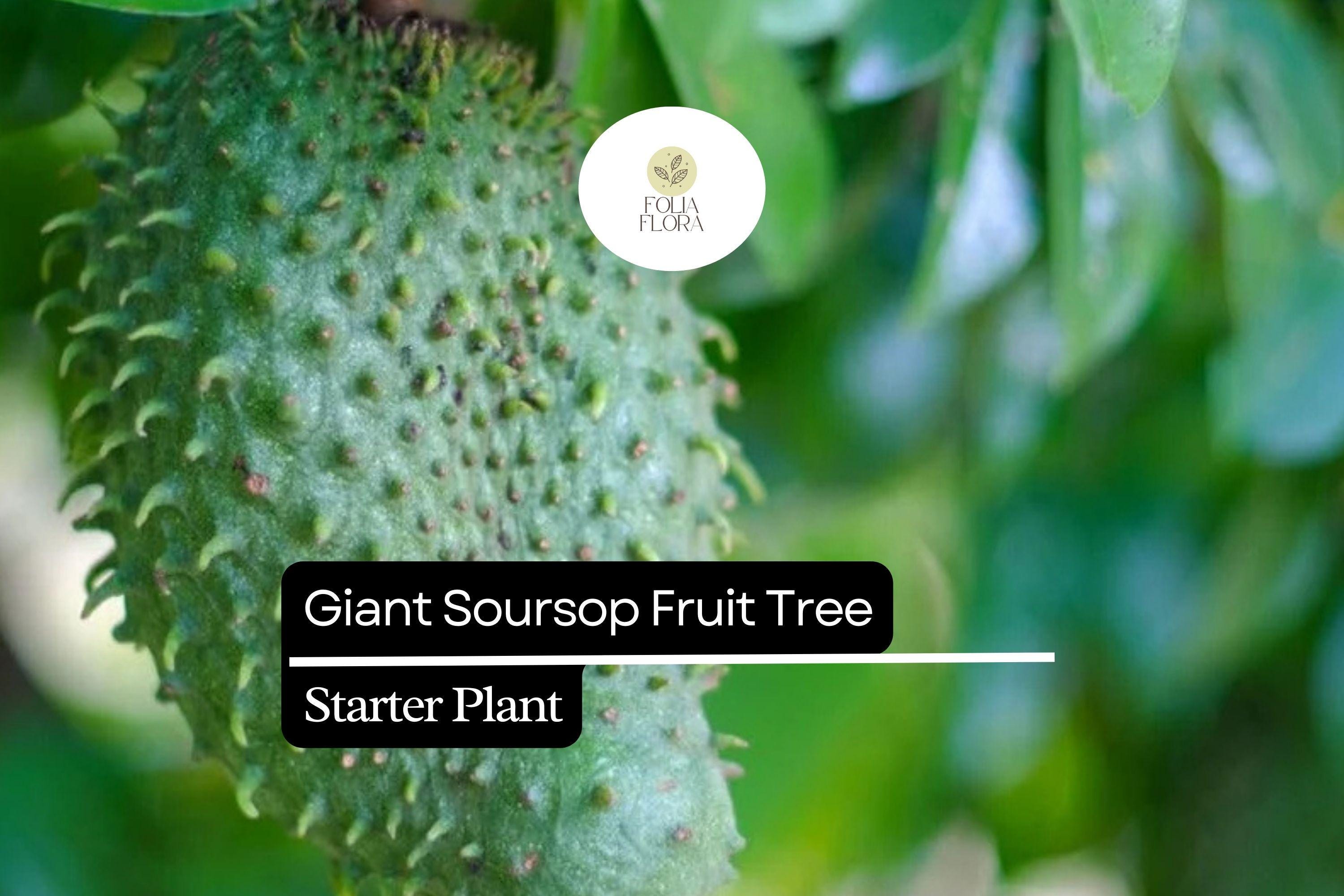 Giant Soursop Fruit Tree Live Starter Plant – Annona muricata, 3-4 ft, Tropical, Edible Fruit, Ornamental, Full Sun