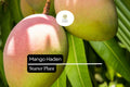 Live Mango Haden Tree Starter Plant – Tropical Fruit Tree, Edible Juicy Mango, Green Foliage, Mangifera
