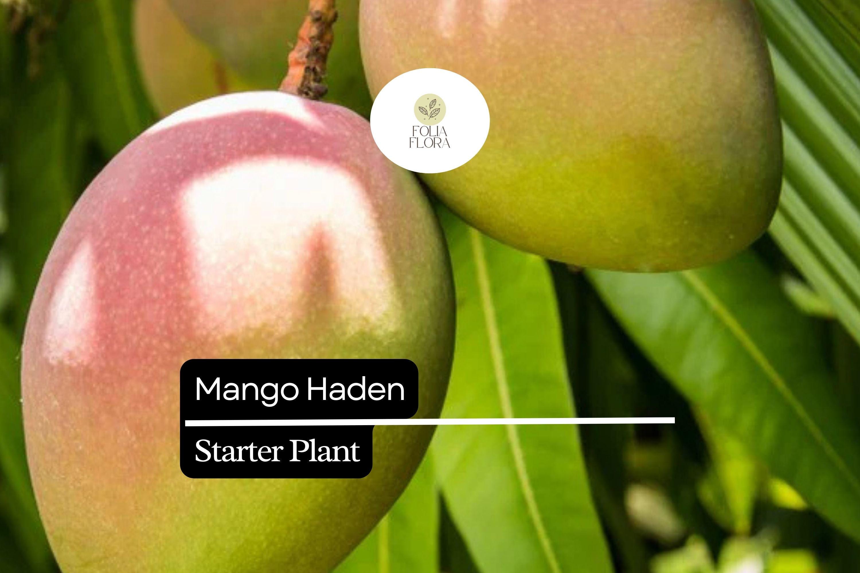 Live Mango Haden Tree Starter Plant – Tropical Fruit Tree, Edible Juicy Mango, Green Foliage, Mangifera