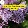 Fragrant Late Lilac Bush Bare Root Plant 12-18" Syringa villosa, Pinkish-Lavender Flowers, Hardy Shrub