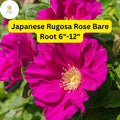 Japanese Rugosa Rose Bare Root Plant – 6-12 Inches, Pink Flowers, Fragrant, Hardy Rosa rugosa