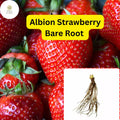 25 Bare Root Albion Strawberry Plants | Day-Neutral Fragaria x ananassa for Continuous Harvest, Sweet Large Berries