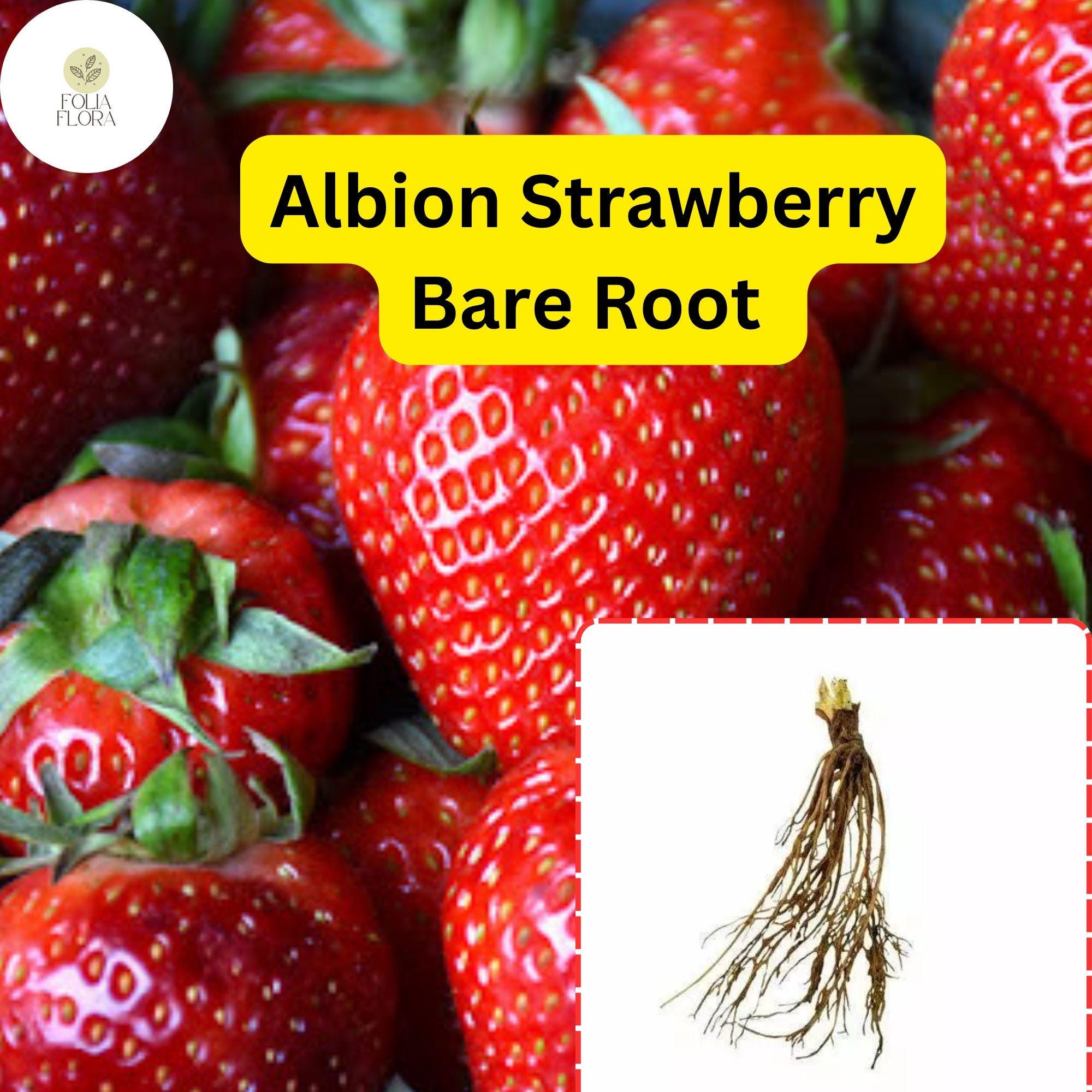 25 Bare Root Albion Strawberry Plants | Day-Neutral Fragaria x ananassa for Continuous Harvest, Sweet Large Berries