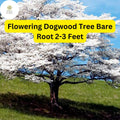 Flowering Dogwood Tree – Live Bare Root Plant, 2-3 Feet, White or Pink Flowers, Cornus florida