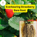 Everbearing Strawberry Bare Root Plants | Live Garden Fruit | Sweet Juicy Berries | Fragaria × ananassa