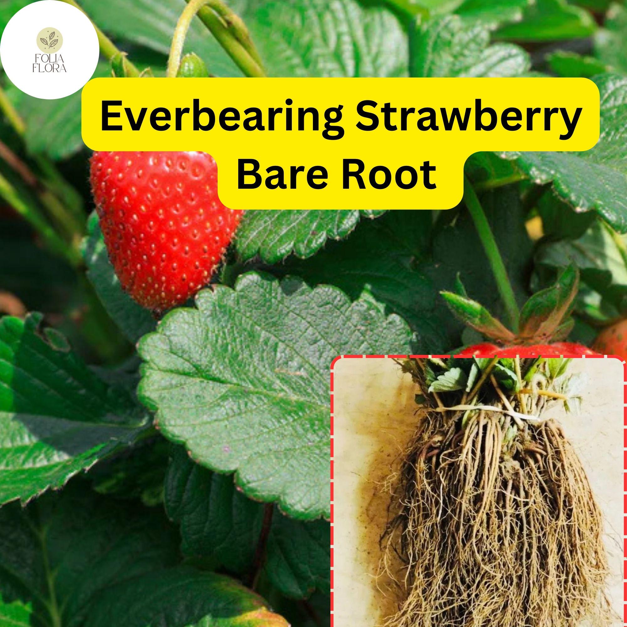 Everbearing Strawberry Bare Root Plants | Live Garden Fruit | Sweet Juicy Berries | Fragaria × ananassa