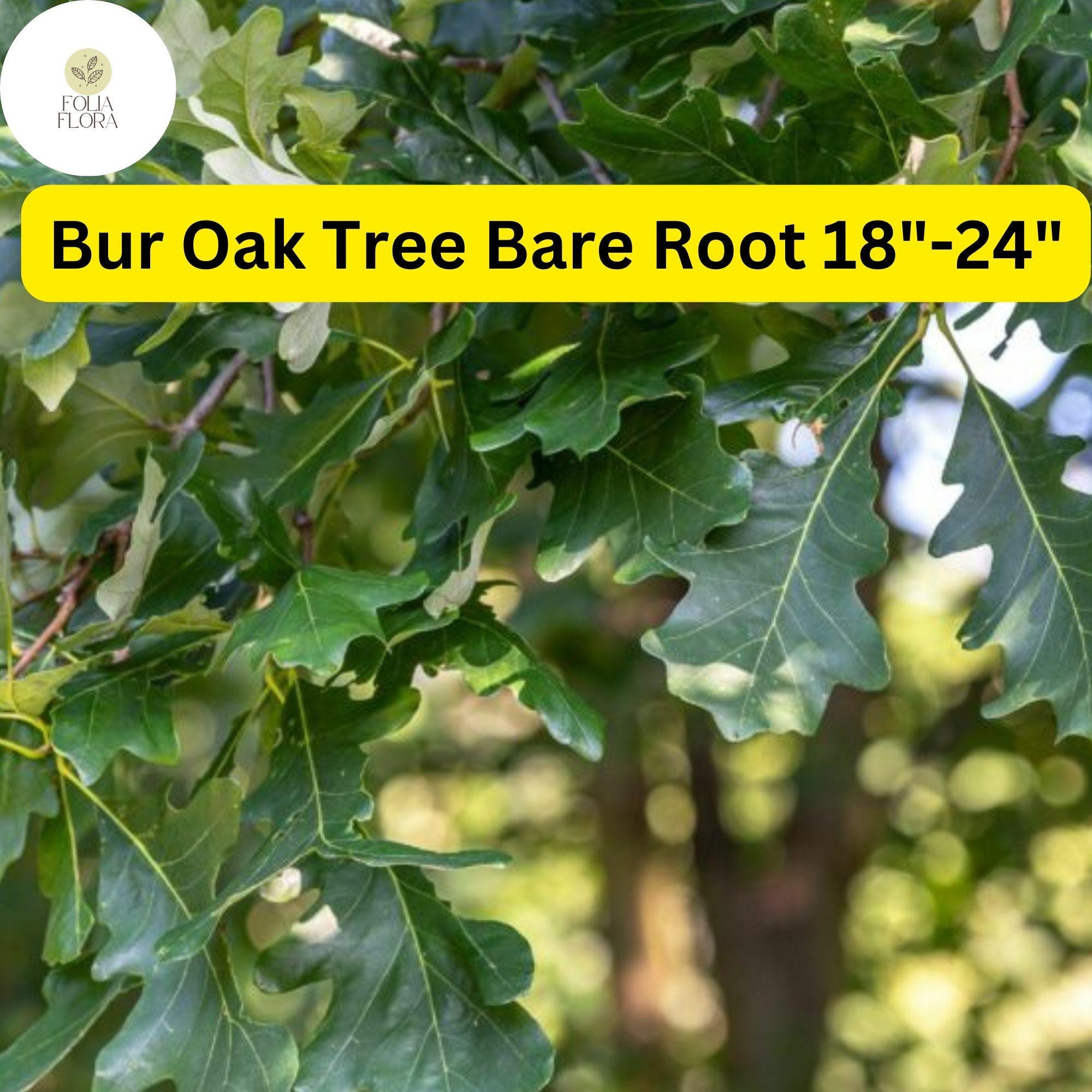 Live Bur Oak Tree - Bare Root 18-24" | Quercus macrocarpa | Hardy Shade Tree for Zones 3-8