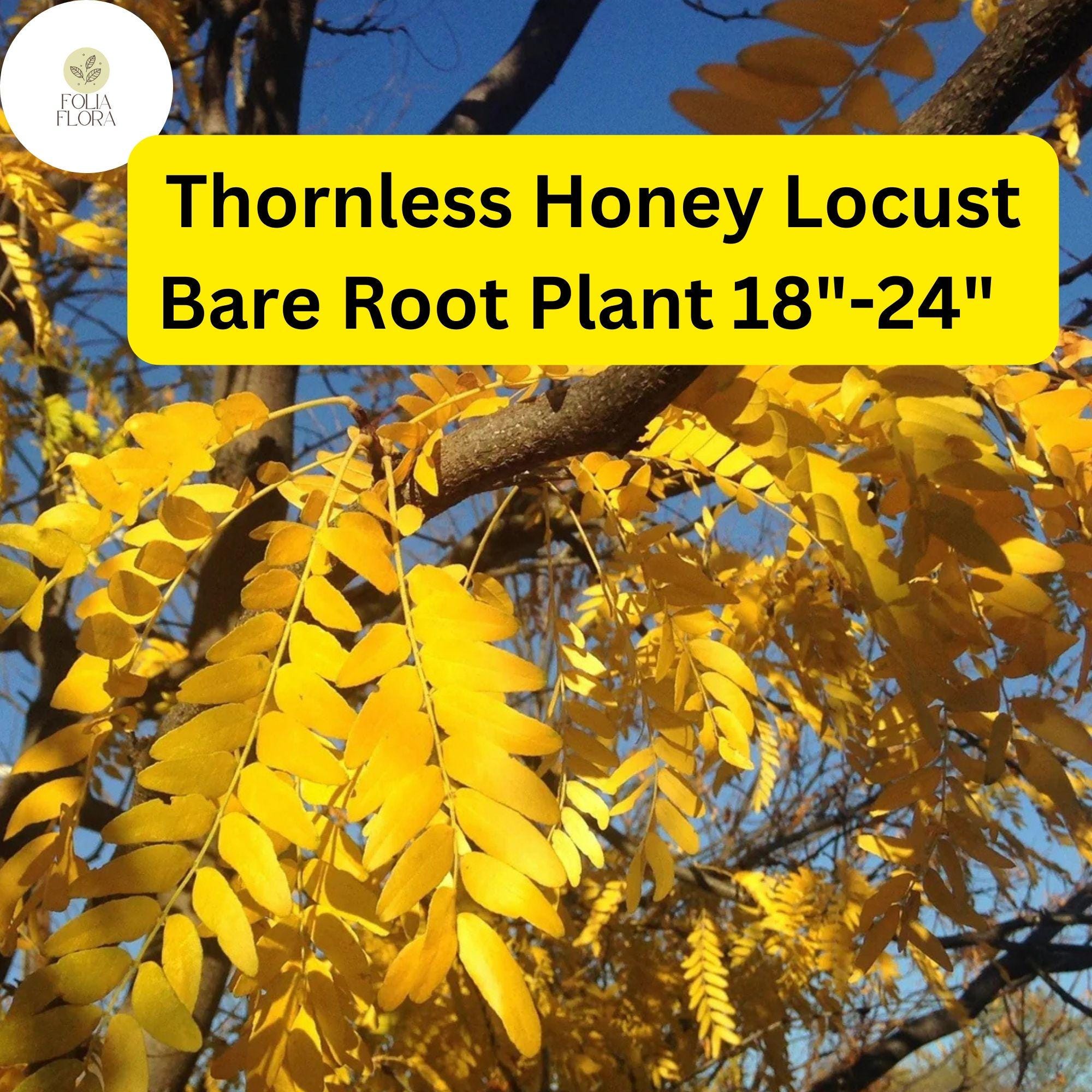 Thornless Honey Locust Tree Live Bare Root Plant 18-24" Gleditsia triacanthos inermis Shade Tree