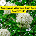 Arrowwood Viburnum Bare Root Plant 12-14" | Viburnum dentatum Shrub for Hedges & Wildlife