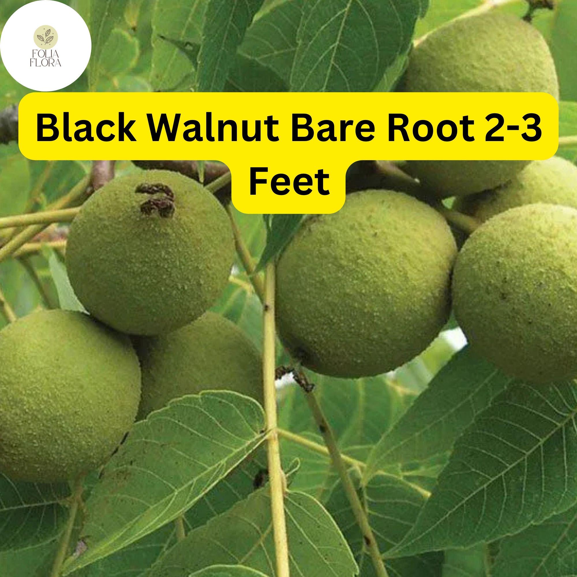 Black Walnut Tree – 2 Live Bare Root Plants, Nut-Producing, Shade & Timber, Juglans nigra, Zones 4-9