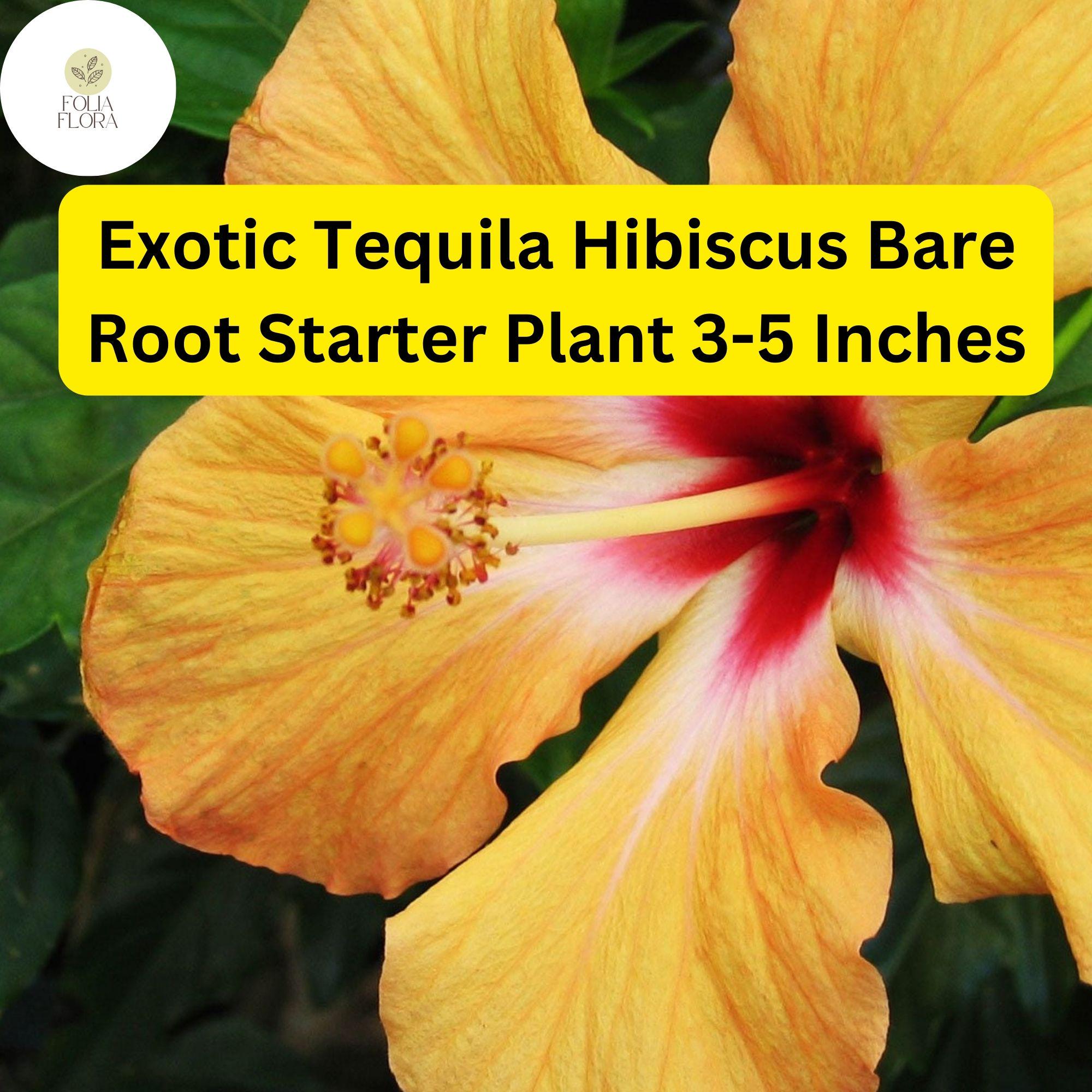 Exotic Hibiscus Starter Plant - Vibrant Orange, Red & Yellow Blooms - Hibiscus rosa-sinensis 'Tequila'