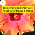 Exotic Hawaiian Sunset Fiesta Hibiscus - Live Bare Root Starter Plant - Tropical Flowering Shrub - Hibiscus rosa-sinensis