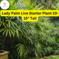 Rhapis excelsa Lady Palm Live Plant – 10-15 Inches Indoor Air-Purifying, Pet-Friendly, Low-Maintenance Green Foliage