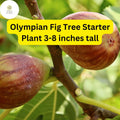 Olympian Fig Tree Live Starter Plant Edible Fruit Ficus carica for Home Gardens, Patios, Small Orchards