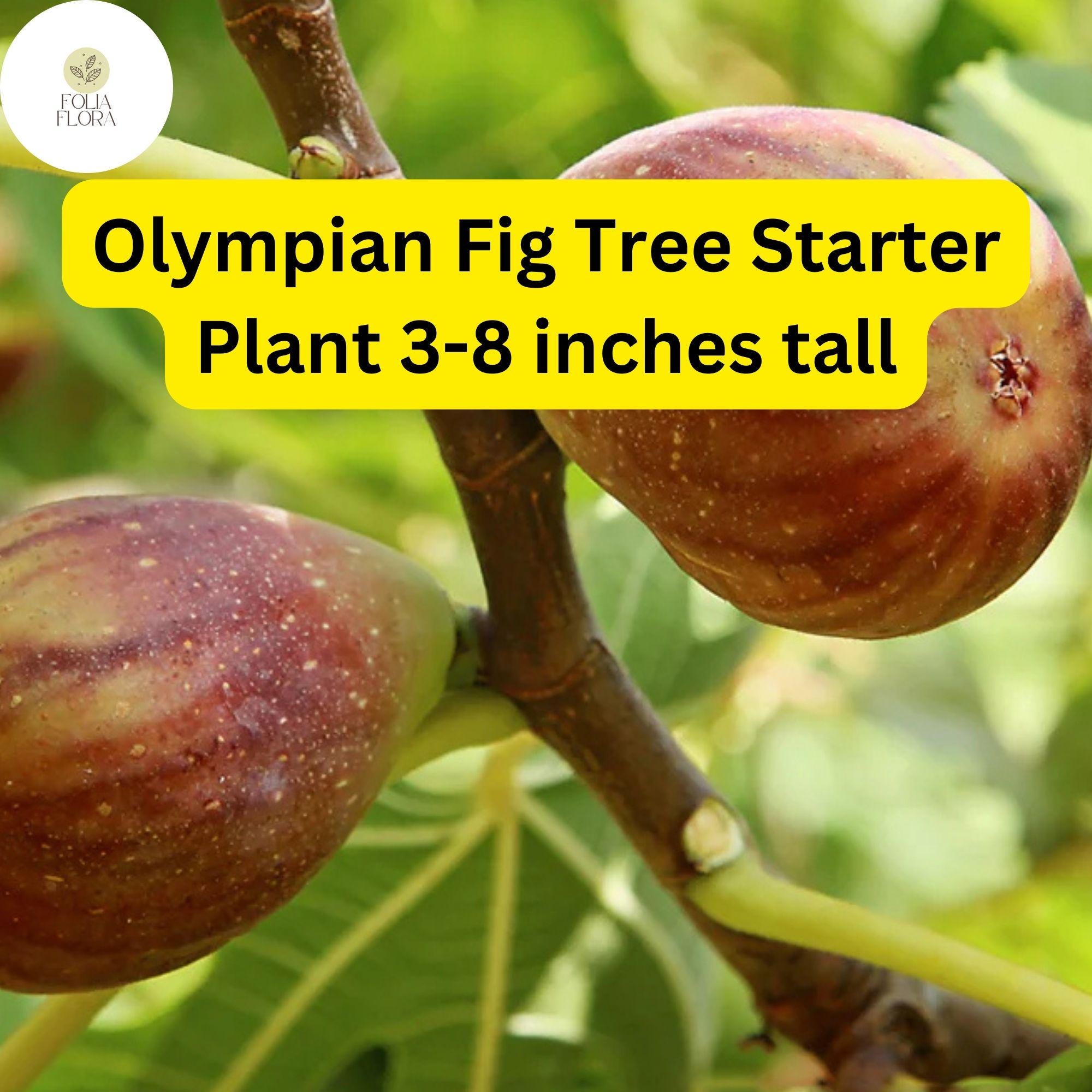 Olympian Fig Tree Live Starter Plant Edible Fruit Ficus carica for Home Gardens, Patios, Small Orchards