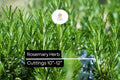 Organic Rosemary Herb Plants Live Dipped Cuttings 10-12 Inches Rosmarinus officinalis Culinary & Aromatic