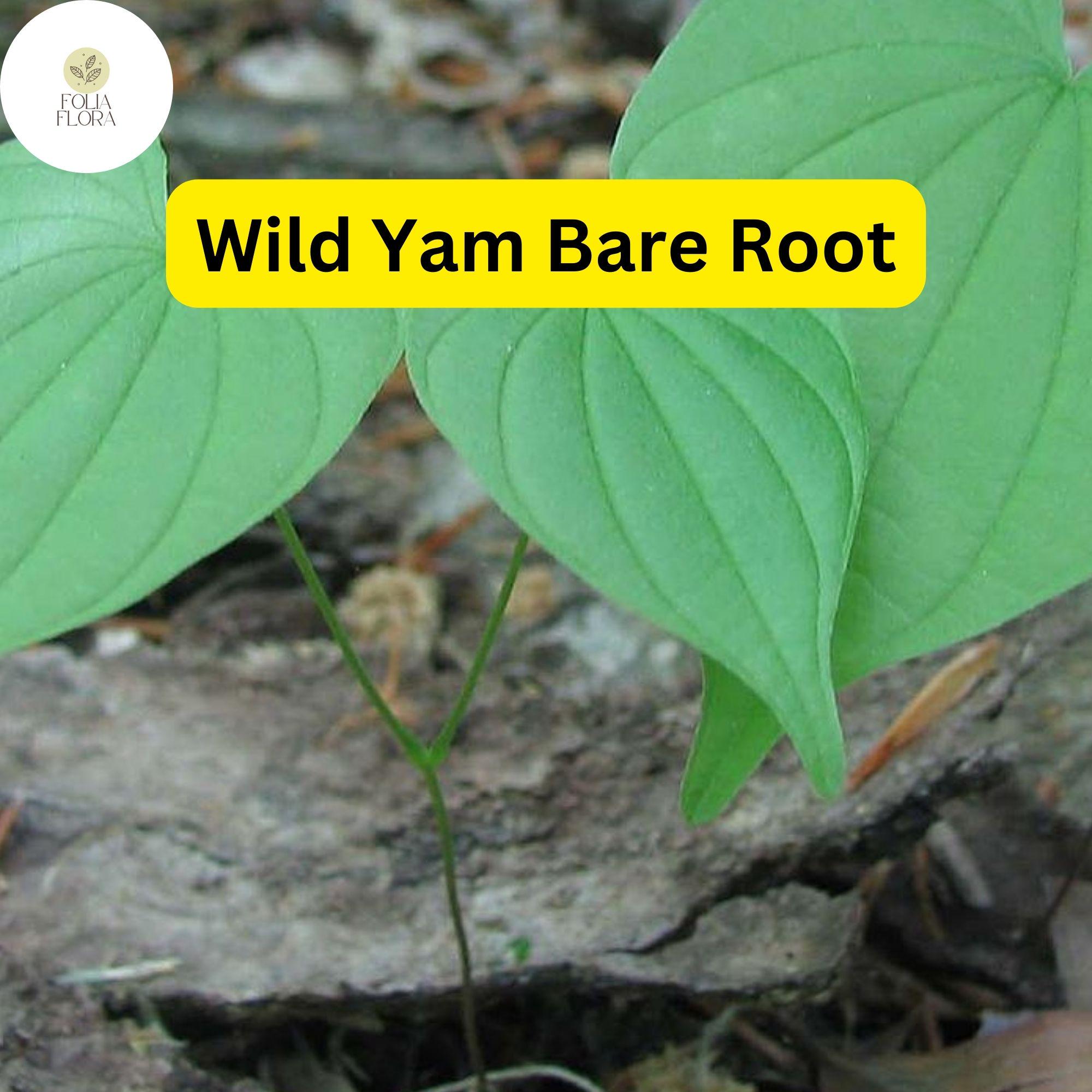 10 Wild Yam Bare Root Plants - Organic Perennial Vine with Heart-Shaped Leaves Dioscorea villosa