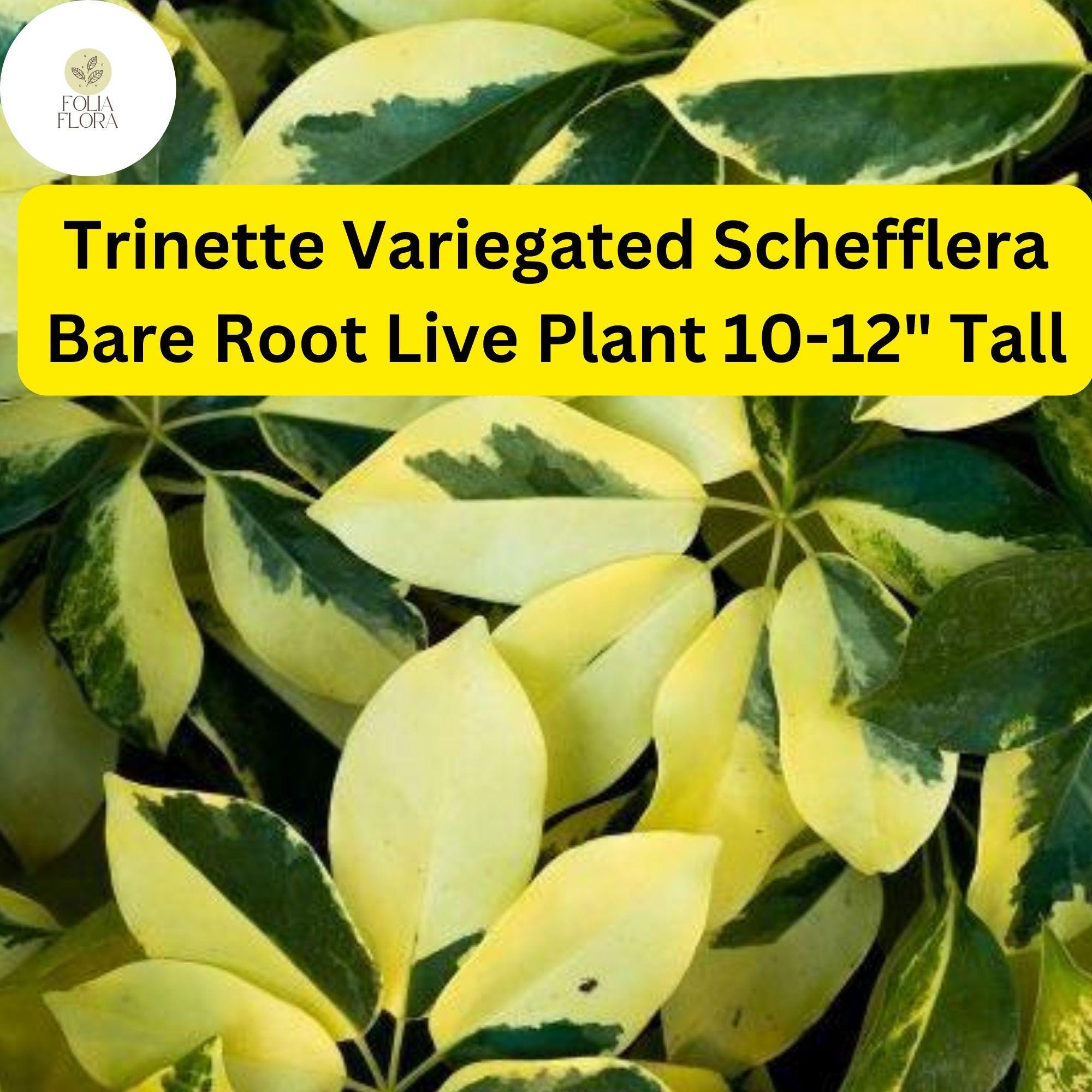 Trinette Variegated Schefflera - Umbrella Tree, Indoor Live Plant, Easy-Care, 10-12 Inches, Air-Purifying, Tropical Foliage