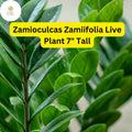 ZZ Chameleon Live Plant – 7" Indoor Houseplant in 4" Pot, Low-Light, Drought-Tolerant, Air-Purifying, Zamioculcas zamiifolia