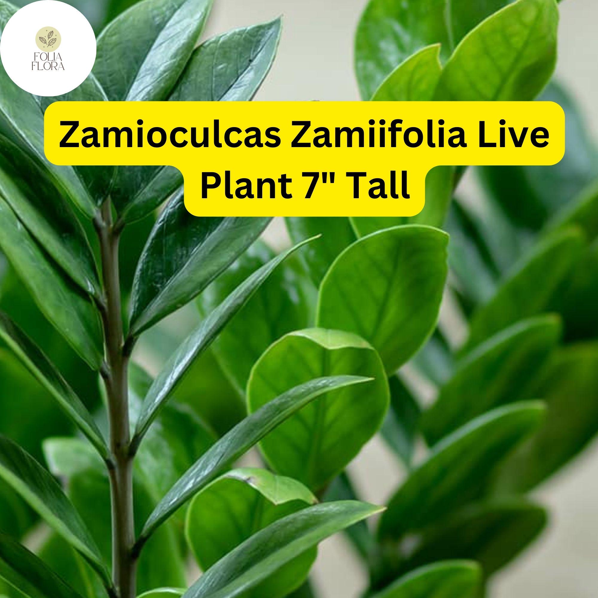 ZZ Chameleon Live Plant – 7" Indoor Houseplant in 4" Pot, Low-Light, Drought-Tolerant, Air-Purifying, Zamioculcas zamiifolia