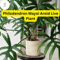 Philodendron Mayoi Live Plant in 4-Inch Pot, Tropical Indoor Houseplant, Easy-Care, Air-Purifying, Deep Green Foliage