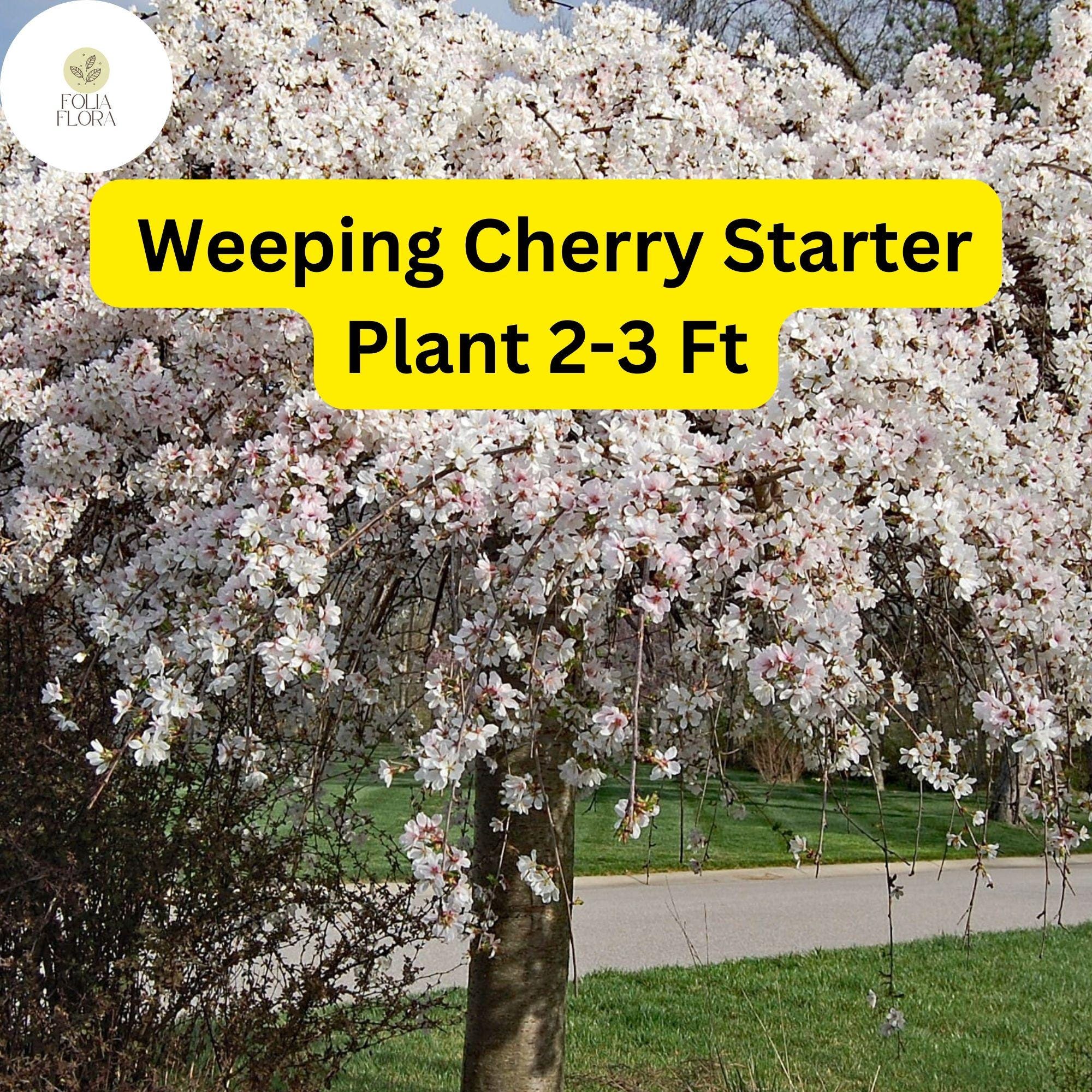 Live Weeping Cherry Tree, 2-3 ft, Prunus pendula, Ornamental Flowering Tree for Garden, Patio, Landscaping