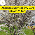 Allegheny Serviceberry Tree - Live Bare Root Plant 12"-14" - Edible Berries, White Flowers, Fall Foliage - Amelanchier laevis