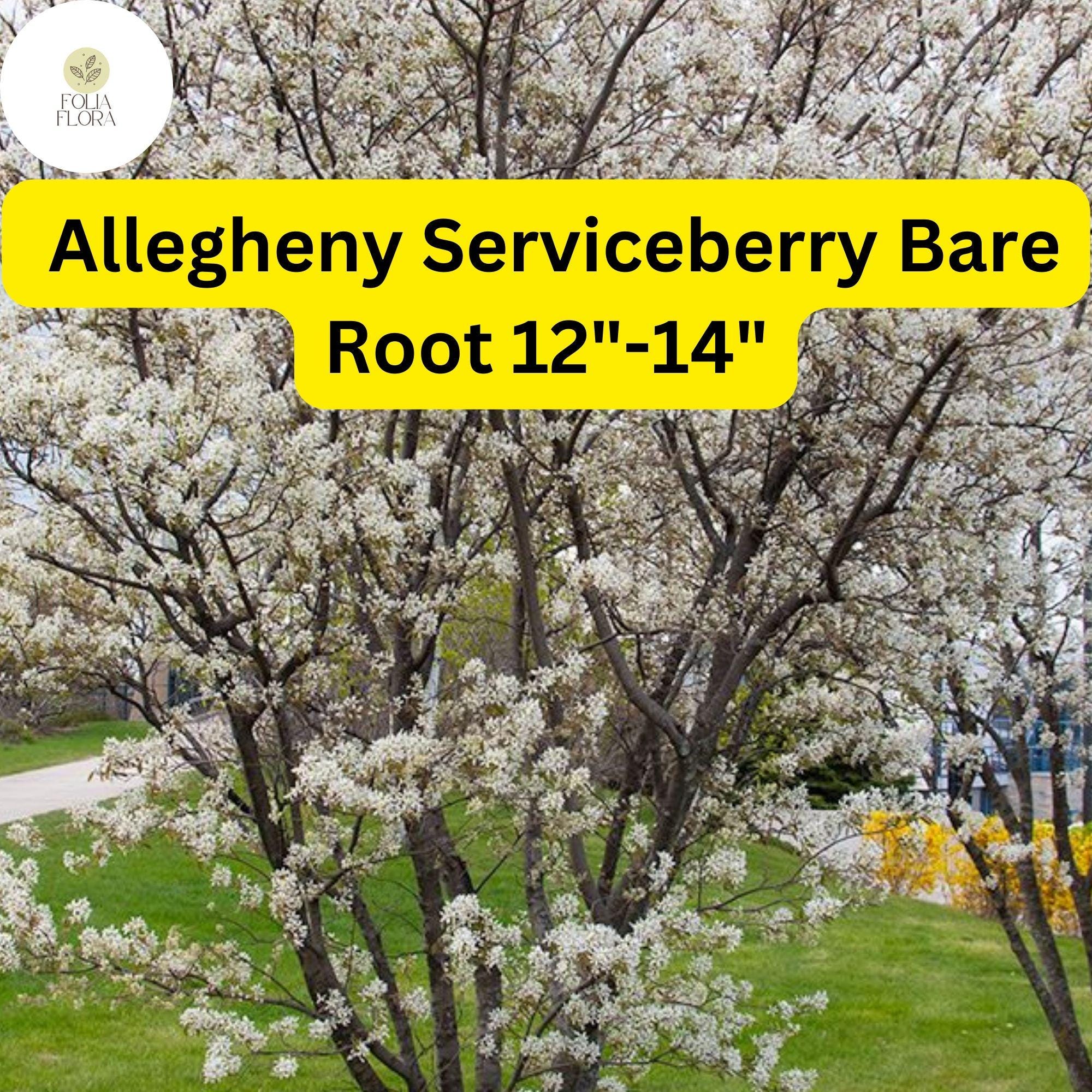 Allegheny Serviceberry Tree - Live Bare Root Plant 12"-14" - Edible Berries, White Flowers, Fall Foliage - Amelanchier laevis