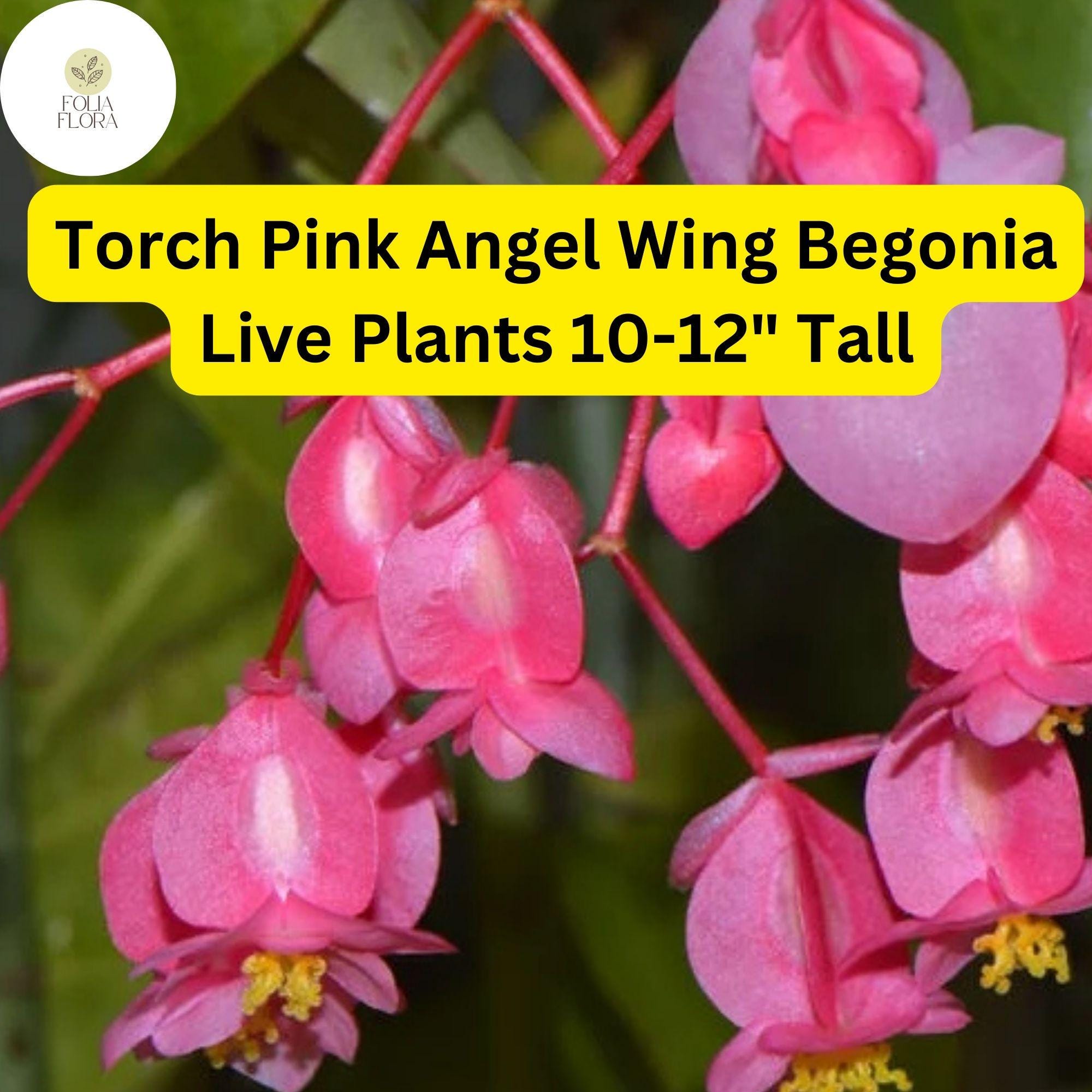 Torch Pink Angel Wing Begonia - Live Plant in 4-Inch Pot, Vibrant Pink Blooms & Speckled Foliage, Begonia coccinea