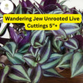 Wandering Jew Cuttings – 5+ Inch Trailing Tradescantia zebrina Houseplant, Purple Green Silver Foliage, Easy to Grow