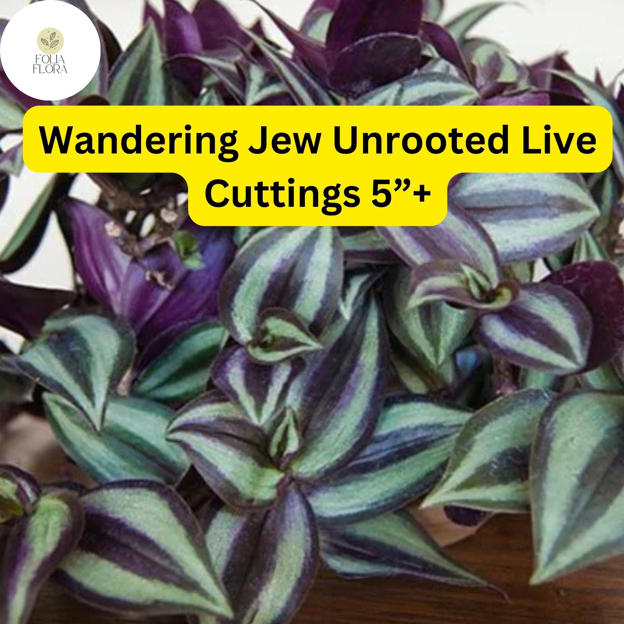 Wandering Jew Cuttings – 5+ Inch Trailing Tradescantia zebrina Houseplant, Purple Green Silver Foliage, Easy to Grow