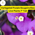 Variegated Purple Bougainvillea Live Plant - 7" Tall, Drought-Tolerant Tropical Vine with Vibrant Purple Bracts & Variegated Foliage