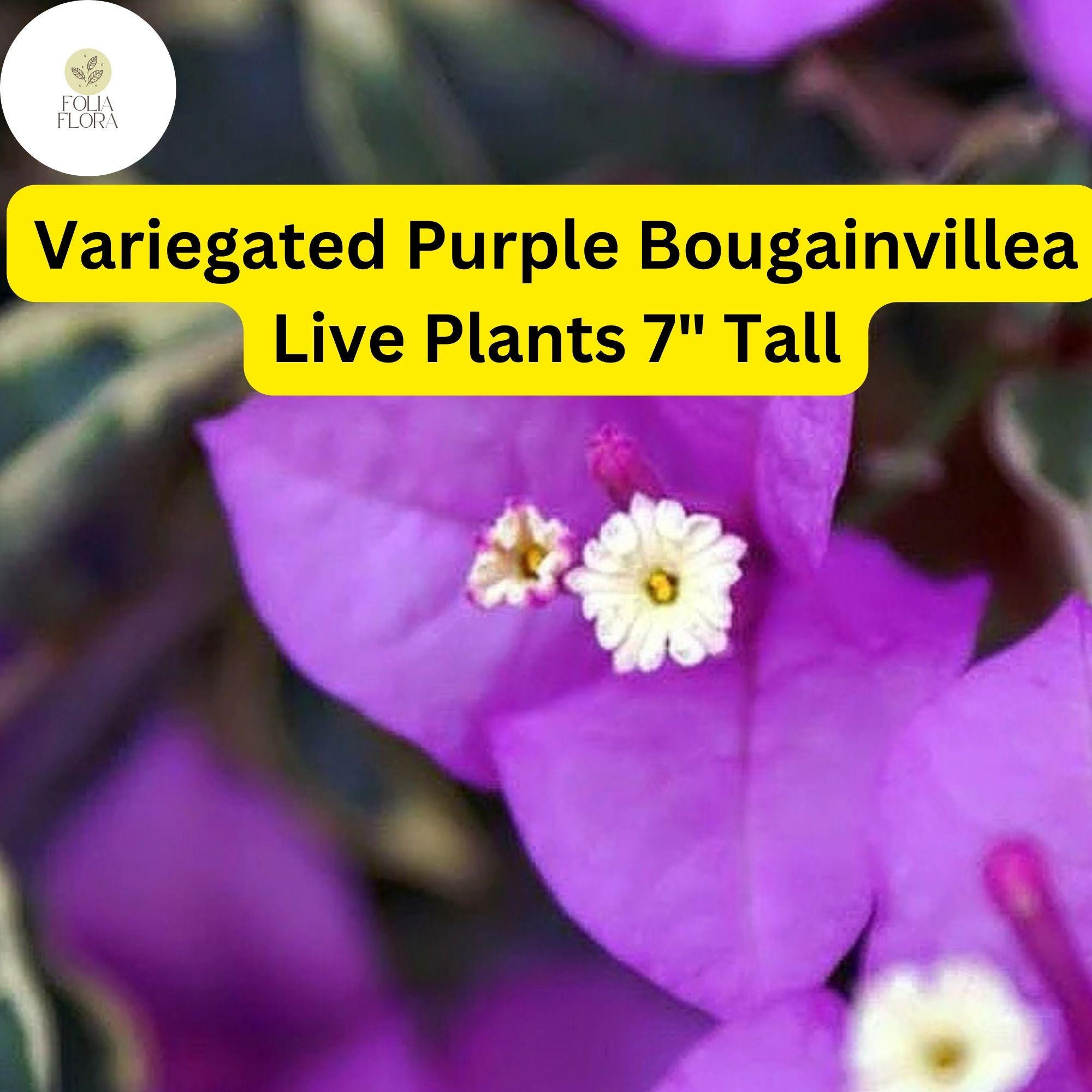 Variegated Purple Bougainvillea Live Plant - 7" Tall, Drought-Tolerant Tropical Vine with Vibrant Purple Bracts & Variegated Foliage